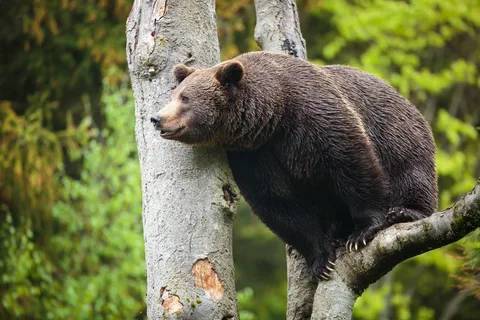 İlginç görüntü! Türkiye'de kış uykusuna yatmayan ve süper istilacı aynı karede 7
